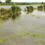 Flooding, Spencer's Bridge near Moira (2012-2)